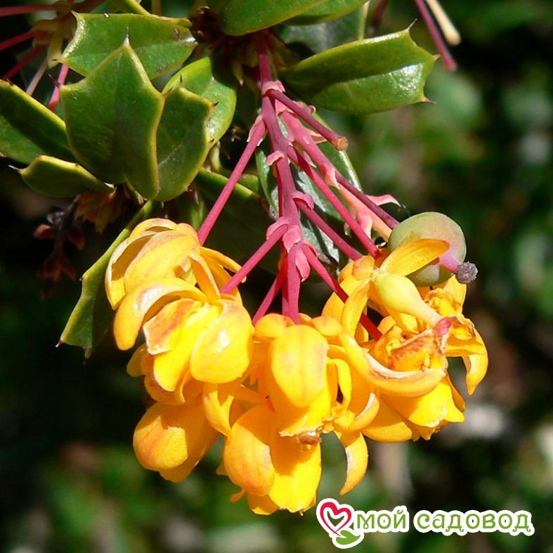 Барбарис "Дарвина"