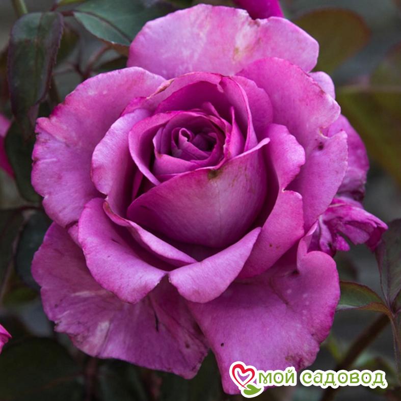 Роза чайно-гибридная Аметист