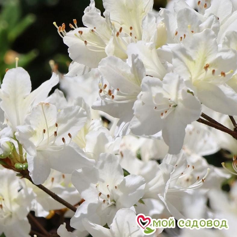 Азалия/Рододендрон Ольга Ниблетт (японская)