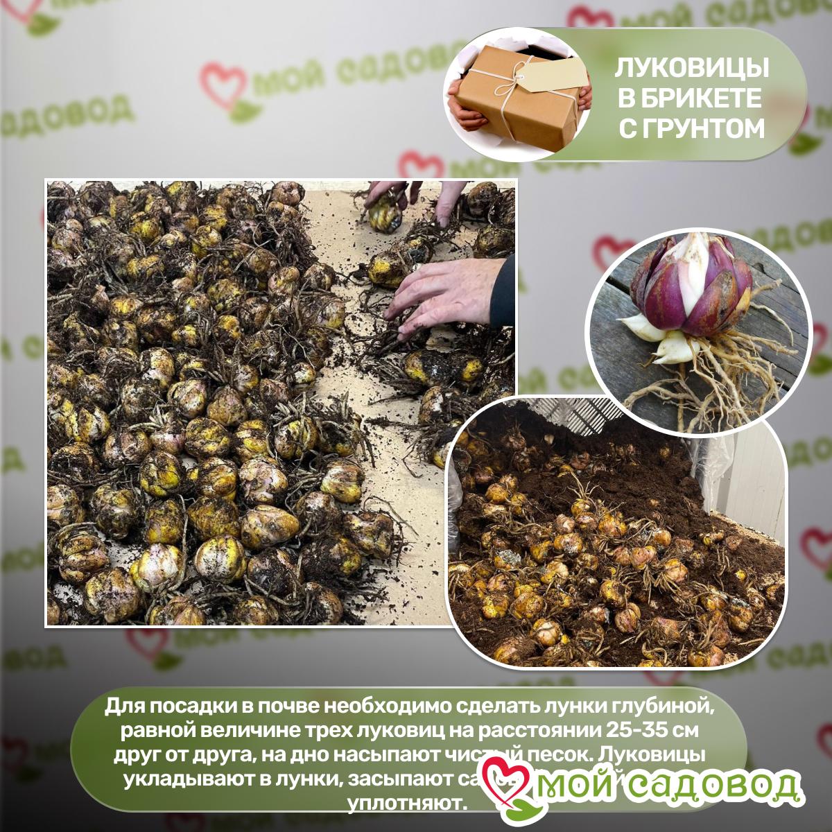 Лилия Динамит восточная